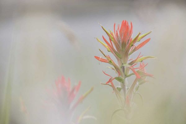 CO, Pike NF Indian paintbrush in foggy meadow